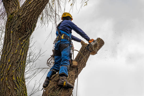 Best Tree Health Inspection  in Liolnton, NC